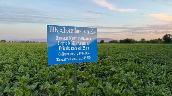 Сахарные заводы Жетысу готовы к приему нового урожая