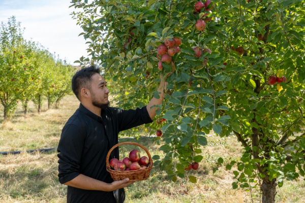 Сады Жетісу приносят рекордные урожаи