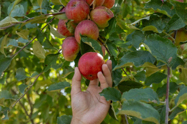 Сады Жетісу приносят рекордные урожаи
