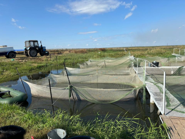 В реки Карагандинской области выпущены мальки карпа В реки Карагандинской области выпущены мальки карпа