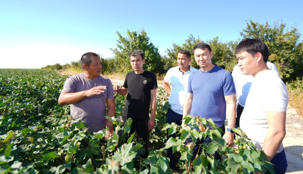 Выращивание хлопка: новая водосберегающая технология