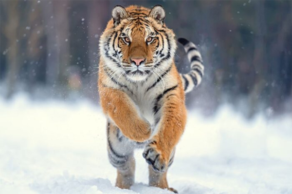 Амурские тигры прибудут в Казахстан для восстановления природной популяции Амурские тигры прибудут в Казахстан для восстановления природной популяции