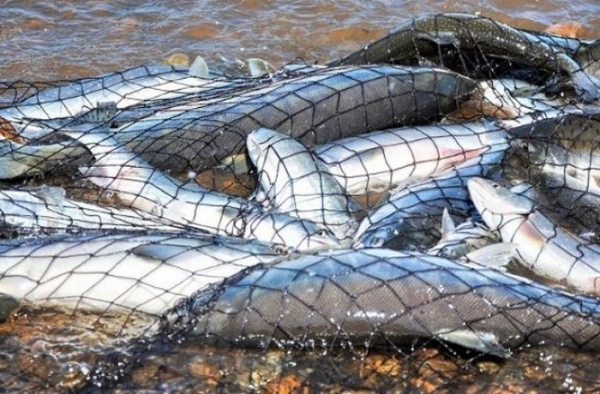 Браконьеры хотели вывезти из Борового незаконный улов на 9 миллионов Браконьеры хотели вывезти из Борового незаконный улов на 9 миллионов