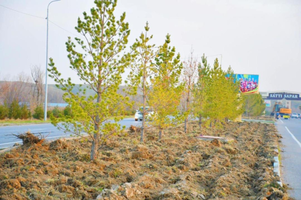 Вокруг Туркестана создадут зеленый пояс Вокруг Туркестана создадут зеленый пояс