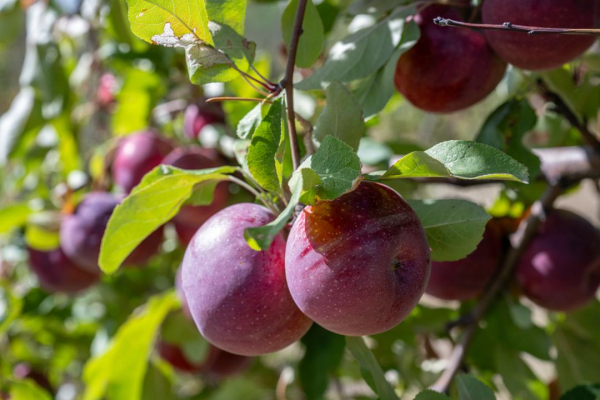 Сады Жетісу приносят рекордные урожаи
