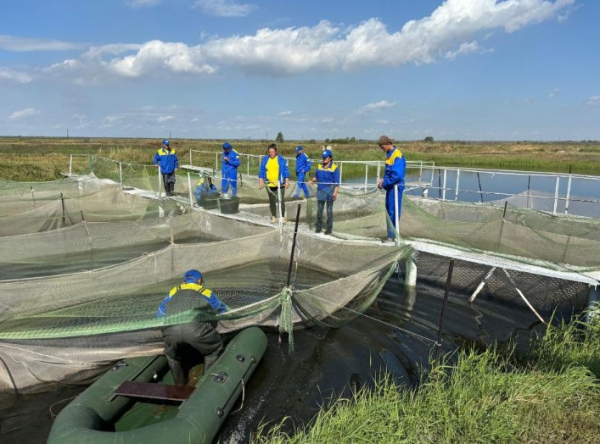 В реки Карагандинской области выпущены мальки карпа В реки Карагандинской области выпущены мальки карпа