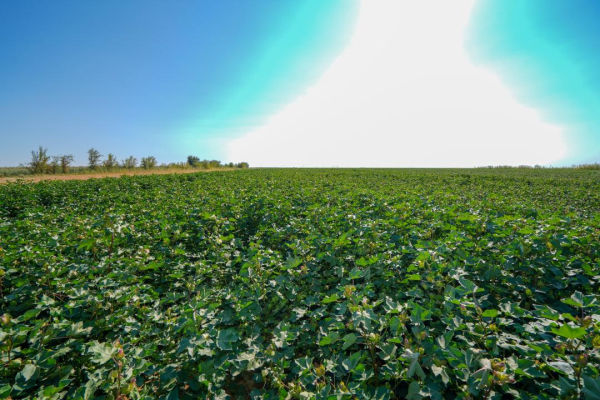Выращивание хлопка: новая водосберегающая технология