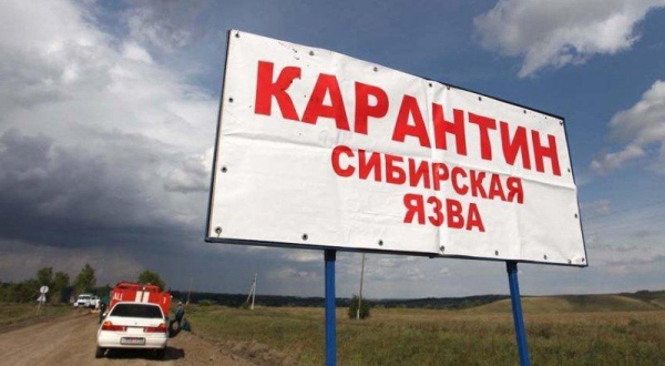 Число заразившихся сибирской язвой выросло Число заразившихся сибирской язвой выросло