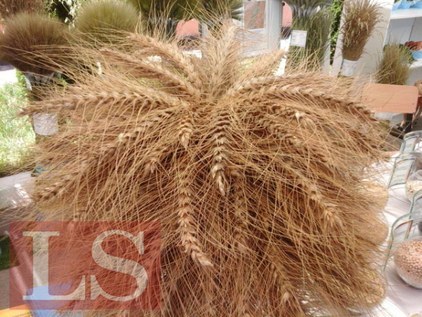 У Казахстана с Узбекистаном появится единый зерновой кластер  У Казахстана с Узбекистаном появится единый зерновой кластер