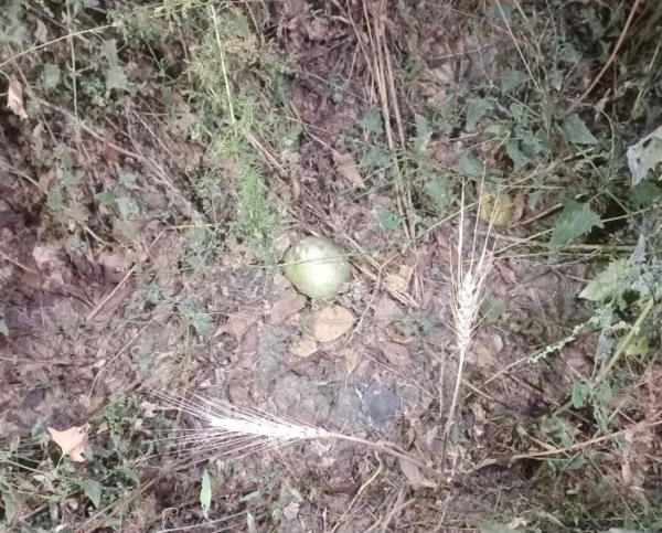 Двух перебросчиков наркотиков задержали гвардейцы в Шымкенте