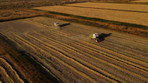 В Кызылординской области выросла урожайность риса