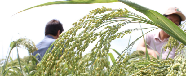 Засухоустойчивые культуры и современные технологии: проект ФАО/ГЭФ меняет сельское хозяйство ЦА