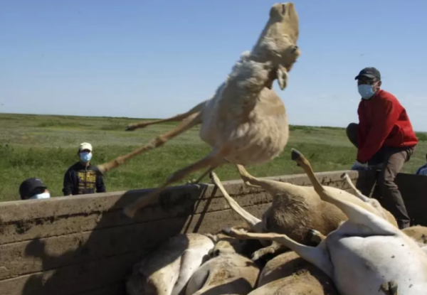 В Туркестанской области поймали браконьеров с 16 тушами сайгаков В Туркестанской области поймали браконьеров с 16 тушами сайгаков