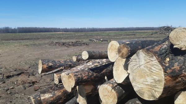 Налог на пни просят отменить лесники в Казахстане | Inbusiness.kz