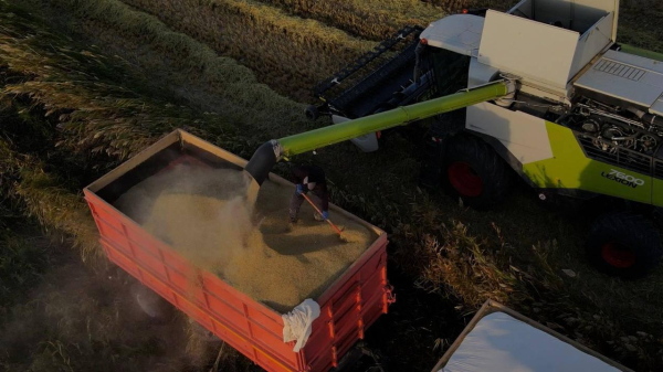 В Кызылординской области выросла урожайность риса