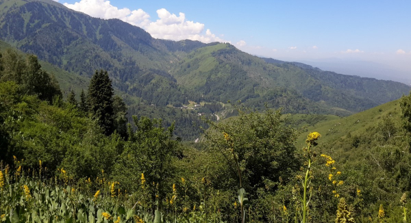 Лесные хозяйства СКО будут оборудованы по новым стандартам Лесные хозяйства СКО будут оборудованы по новым стандартам