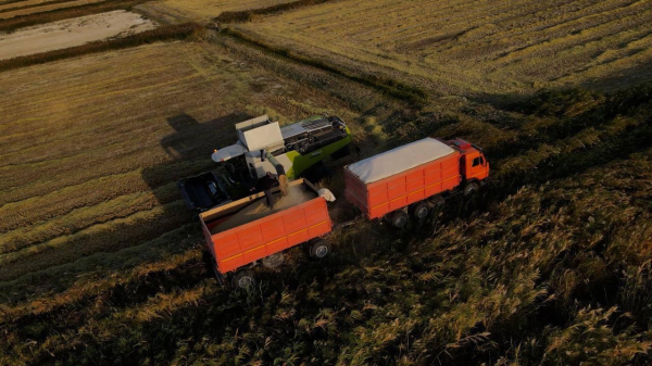 В Кызылординской области выросла урожайность риса