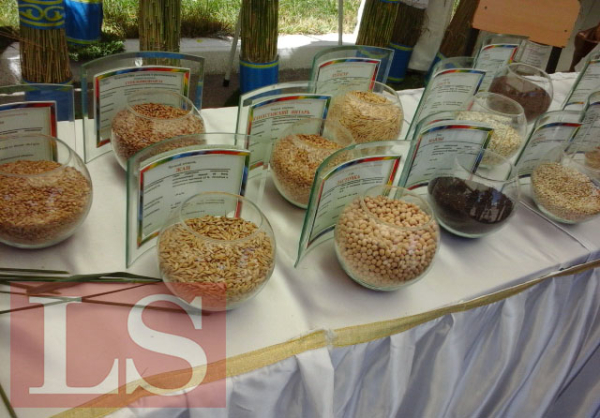 Для казахстанской пшеницы нашли новые рынки сбыта. Осталось договориться Для казахстанской пшеницы нашли новые рынки сбыта. Осталось договориться