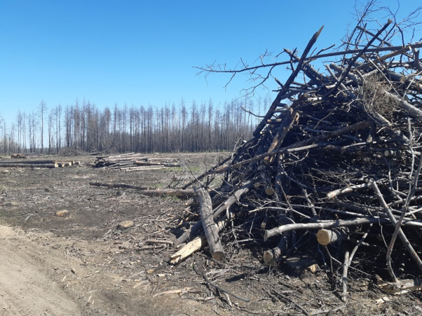 Налог на пни просят отменить лесники в Казахстане | Inbusiness.kz