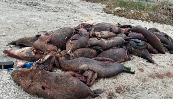 Человеческий фактор может быть причиной гибели тюленей в Мангистау Человеческий фактор может быть причиной гибели тюленей в Мангистау