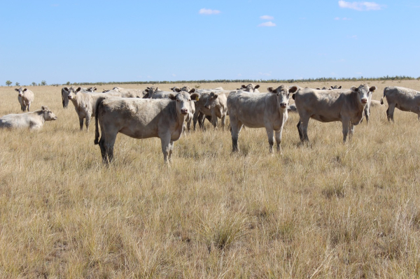 Костанайские аграрии хотят вернуть государству лизинговую технику | Inbusiness.kz Костанайские аграрии хотят вернуть государству лизинговую технику | Inbusiness.kz