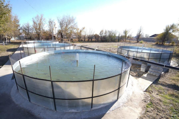 Развитие рыбного хозяйства в Туркестанской области