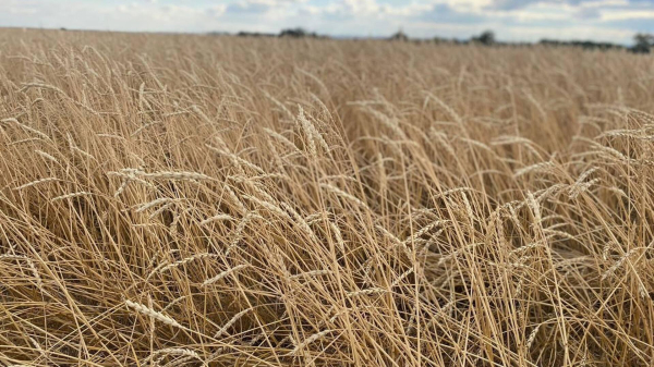 Казахстан будет снова поставлять зерно в Китай Казахстан будет снова поставлять зерно в Китай