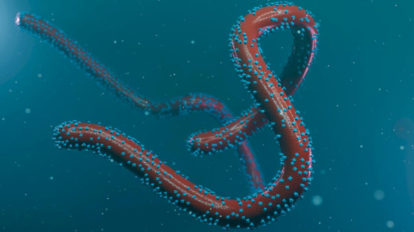 Минздрав сделал заявление по поводу вспышки вируса Марбург Минздрав сделал заявление по поводу вспышки вируса Марбург