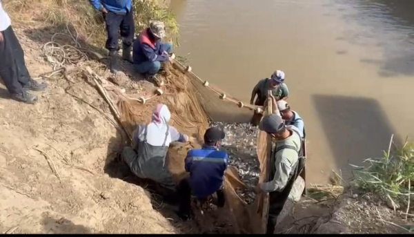 Молодь сазана и судака возвращена в реки Жайык и Кигаш