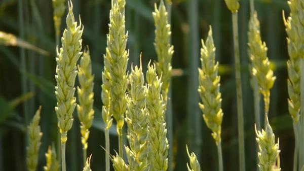 Аграриев могут принудить диверсифицировать посевные и завести скот | Inbusiness.kz