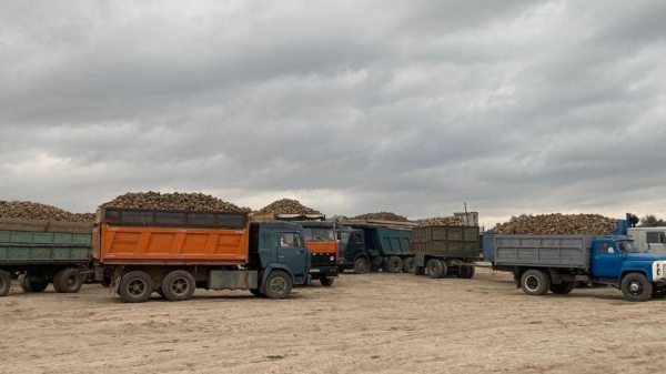 В Казахстане оказались не готовы к рекордному урожаю сахарной свеклы В Казахстане оказались не готовы к рекордному урожаю сахарной свеклы