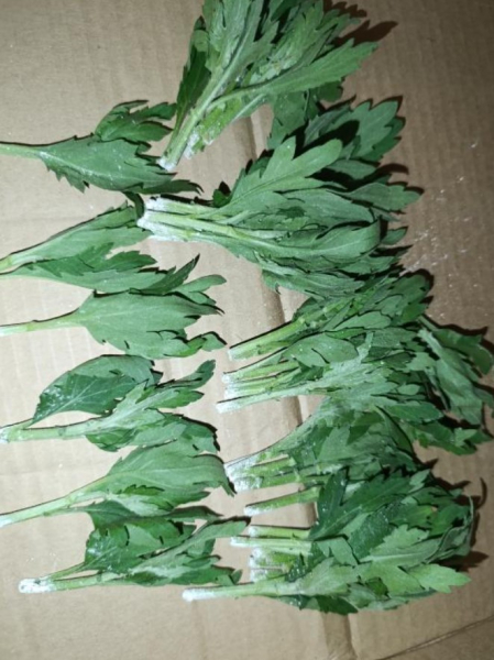 Казахстан вернул крупную партию хризантем в Нидерланды