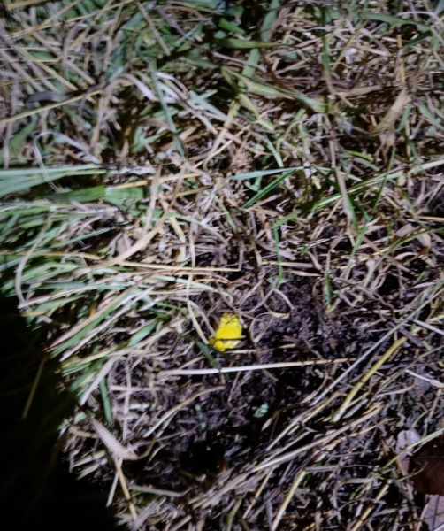 За один день столичные гвардейцы с помощью служебных собак нашли ребенка и задержали наркомана За один день столичные гвардейцы с помощью служебных собак нашли ребенка и задержали наркомана