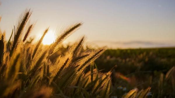 Урожай в России на минимуме за три года: какие сигналы это шлет Казахстану | Inbusiness.kz Урожай в России на минимуме за три года: какие сигналы это шлет Казахстану | Inbusiness.kz