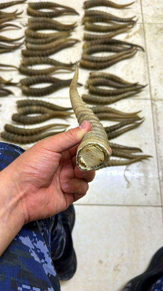 На таможне выявили незаконный провоз объектов дикой фауны