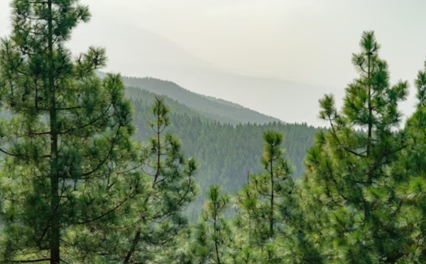 Президентский план на миллиард деревьев: как избежать ошибок и приписок Президентский план на миллиард деревьев: как избежать ошибок и приписок