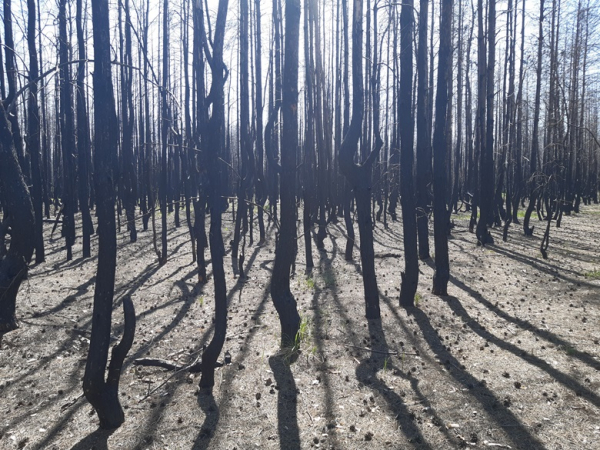 Налог на пни просят отменить лесники в Казахстане | Inbusiness.kz