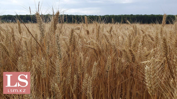 Бюджет рискует недополучить деньги от аграриев – МСХ