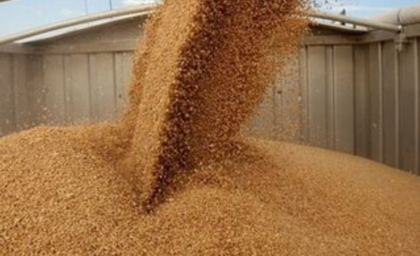 Костанайские аграрии на грани: российское зерно угрожает рынку