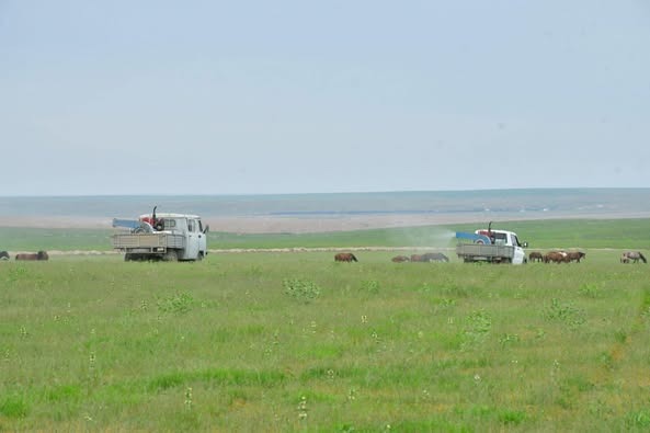Борьба с саранчой: в Ордабасы активизировалась сезонная кампания