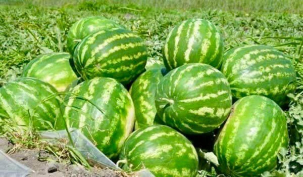 В Туркестанской области собрали первый арбузный урожай