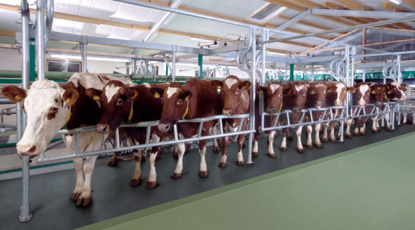 Цифровизация меняет животноводство и ветеринарию в Казахстане