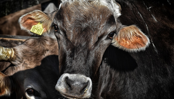 Россия следит за ситуацией со вспышкой сибирской язвы в Казахстане