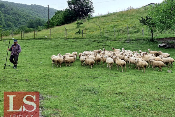 Иордания закупает в Казахстане баранину и мед