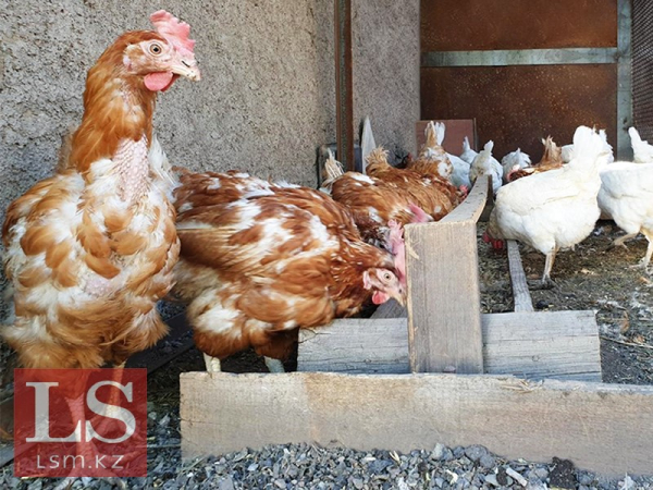 В кормящих регионах Казахстана сократилось производство яиц В кормящих регионах Казахстана сократилось производство яиц