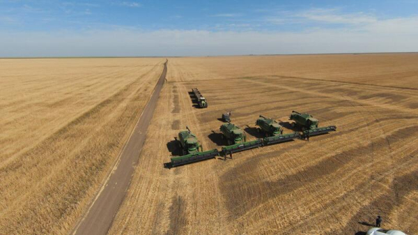 В Акмолинской области уборочная кампания в активной фазе