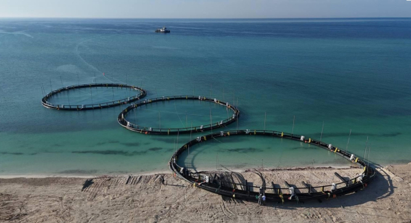 Первый рыбоводный проект в садках Каспия стартовал в Казахстане