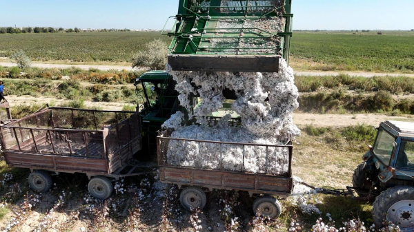 Хлопковые поля Туркестанской области дали исключительный урожай