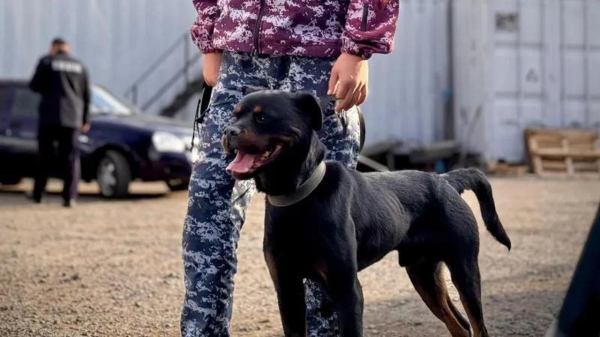 Антинаркотические меры: в Астане проверяют курьерские службы и склады Антинаркотические меры: в Астане проверяют курьерские службы и склады