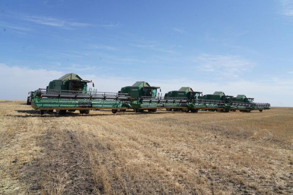 В Акмолинской области уборочная кампания в активной фазе